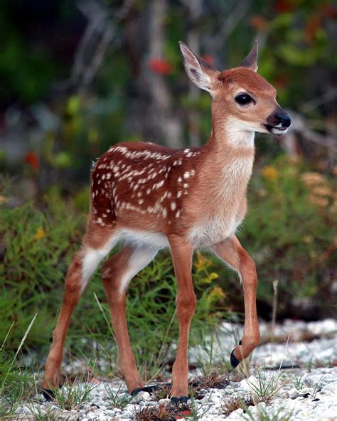 cute deer images